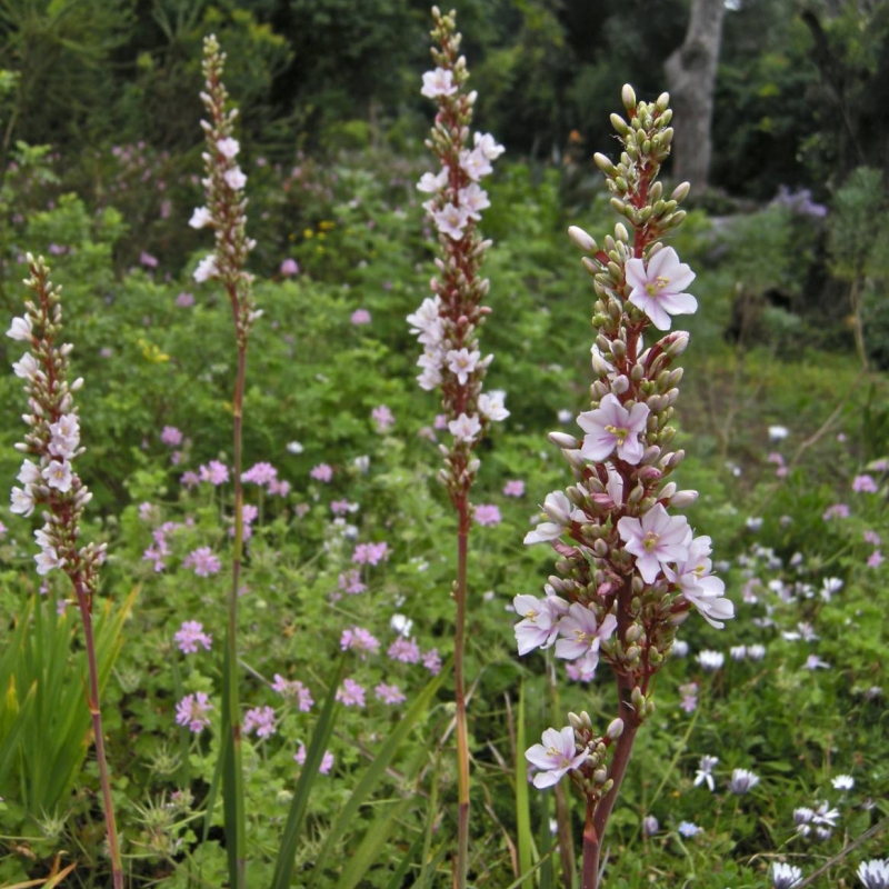 Blue Sceptre Aristea major